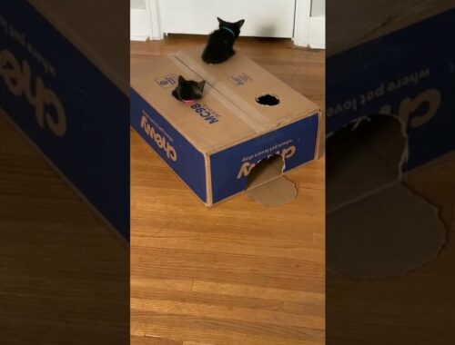 Kitten Play Whack-a-Mole With Cardboard Box || ViralHog