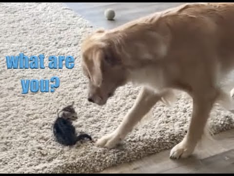 Dog vs Kitten