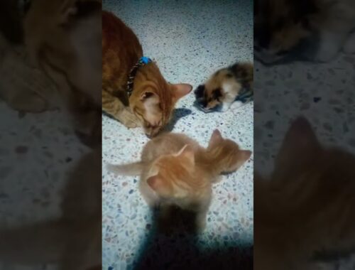 Biscuit meets the kittens
