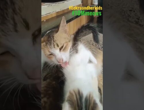 Mother cat cleaning and licking naughty kittens #shorts #catsofyoutube #catsbaby