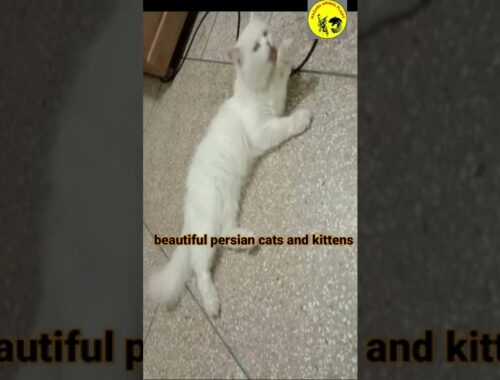 persian cats and kittens # shorts