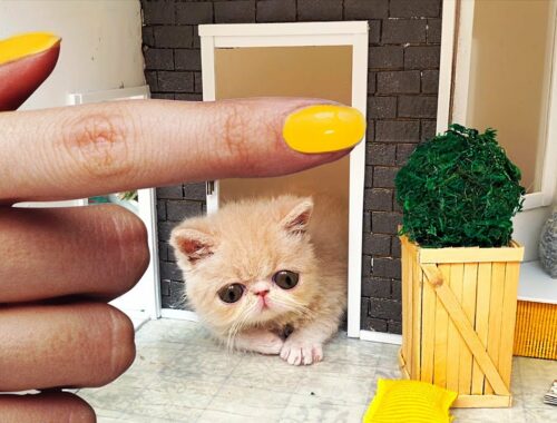 The SMALLEST rescued KITTEN in the World found HOME! Building a HOUSE for cats