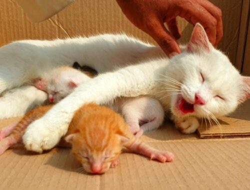 Try to save life of abandoned Mother Cat and her newborn kittens