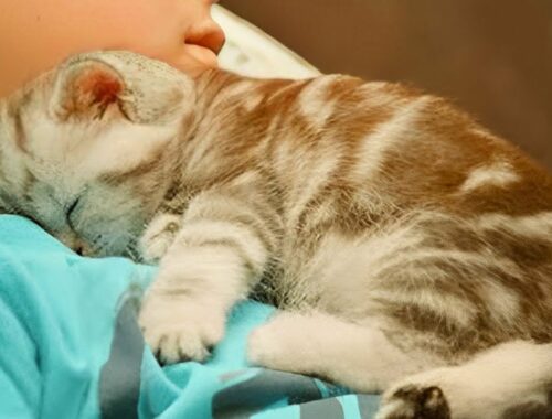 Purring is the best sound to put to sleep! - Cute Kittens Sleep With Owner 2022