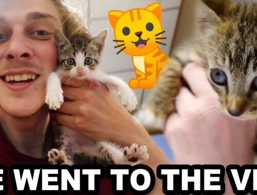 WE TOOK THE KITTENS TO THE VET!