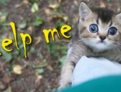 Kitten Abandoned in Park Rescued After Being Left Alone for Hours! Rescued kittens