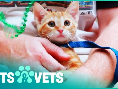 The Rescue Shelter Is Overflowing With Kittens | Give Me Shelter | Pets & Vets