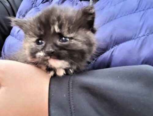 A kitten was found in the woods who was shaken but calmed down in her human's arms