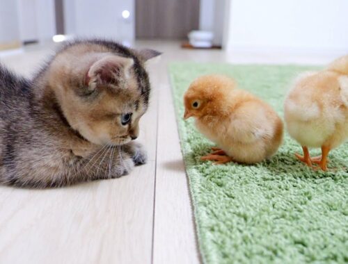 Kitten Kiki greets a tiny chicks for the first time