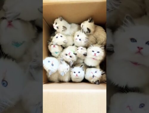 happiness in one box-all Himalayan kittens#shorts #kittens