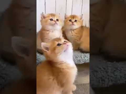 cute cats and kittens #catfancy #shortsfeed #cat #viralvideo