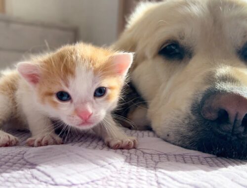 Golden Retriever Loves Baby Kittens