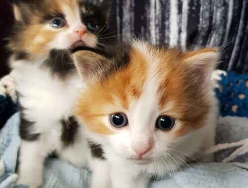 Rescue Tiny Kittens Who're Super Cute And Adorable