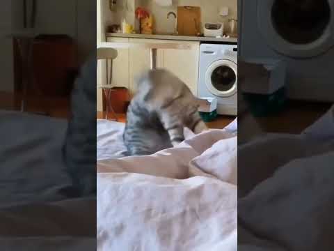 Cats Of The Day. Funny Cats, Kittens. Subscribe And Like #shorts