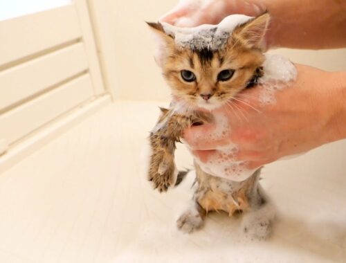 Kitten Kiki's First Bath Omnibus