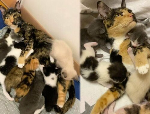 A heavily pregnant cat got her 8 kittens inside shelter after spending her whole life outdoors.