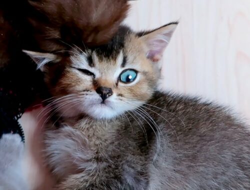 Tiny Kittens Hug Adopted Kitten Kiki! Rescued kittens