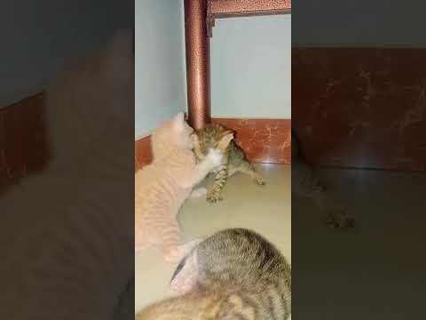 cute kittens fighting #shorts #shortvideo #cute #kittens #like #share #subscribe #subscribenow