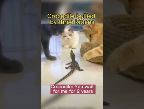 Crocodile bullied by three kittens Crocodile: You wait for me for 2 years