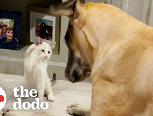 Kitten Steals Great Dane's Bed And Tries To Eat Out Of His Bowl  | The Dodo Odd Couples