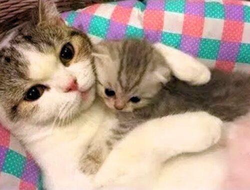 Cat Came into Woman's Life, Mother Cats Protecting Their Cute Kittens