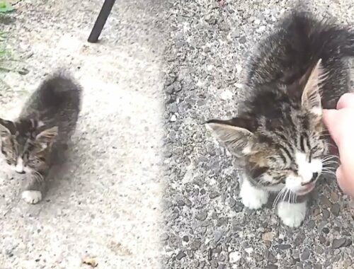 Stray Kitten Sneaks Into a Woman's Garden, Crying For Help