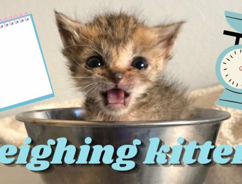 Weighing Kittens: How, Why, and When to Weigh!