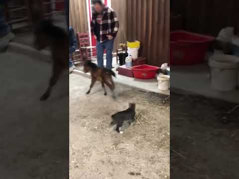Adorable Kitten Chases Week-Old Pony! #Kittens #Shorts