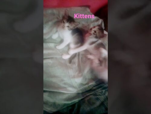 my cute kittens  #kittens