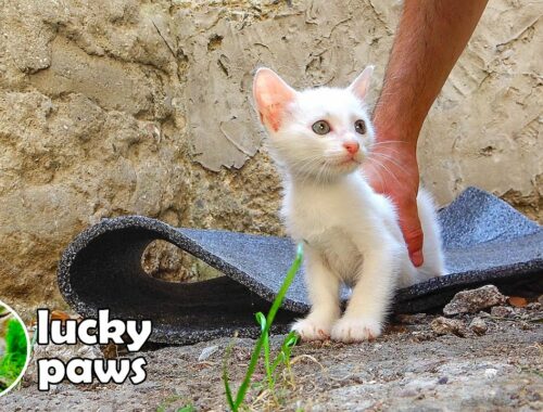 Kittens Go to the Garden With Mom Cat For The First Time And React -Mom Cat And Kittens | Lucky Paws