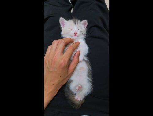 Baby Kitten sleeps politely with its hands together LOL #Shorts