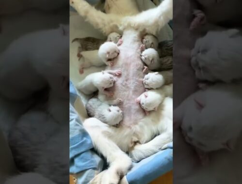 Mom cat with kittens #cat #animals#youtube #shortvideo #trending