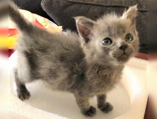 Tiny kitten was found all alone and brought to an emergency vet