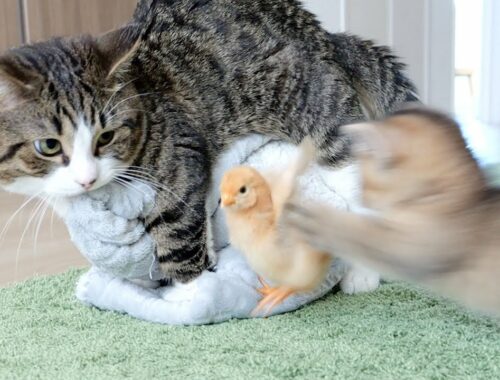 Kitten Kiki and chicks disturb daddy cat's kneading