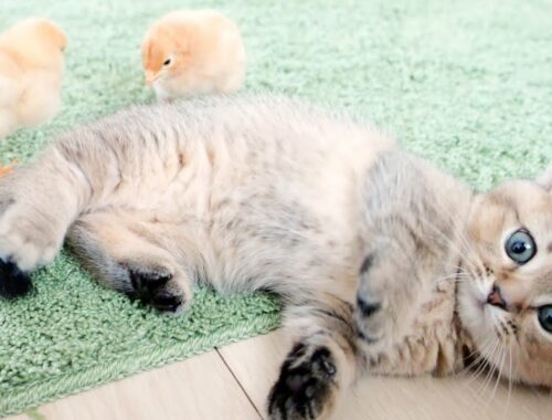 A kitten explores the exquisite sense of distance with a chick