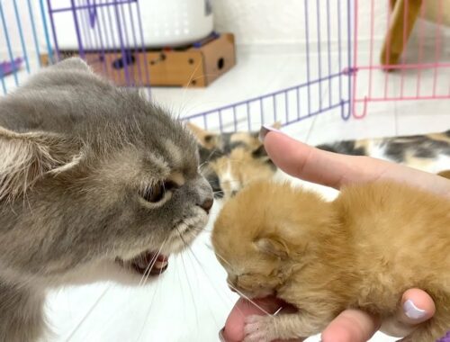 Terrible cat reaction when meeting new foster kittens