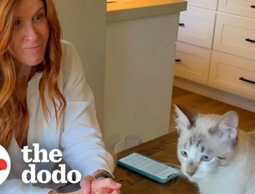 Cross-Eyed Kitten Takes His Grandma's House By Storm! | The Dodo Cat Crazy