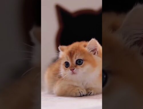 cute kitten #cutecat #nicecat #catfancy #cats #shorts #meow