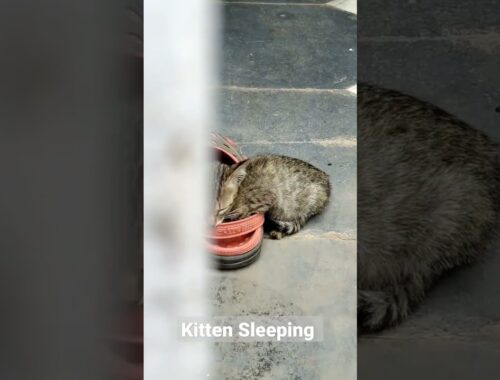 Cat Videos | Kitten Sleeping | Cat love