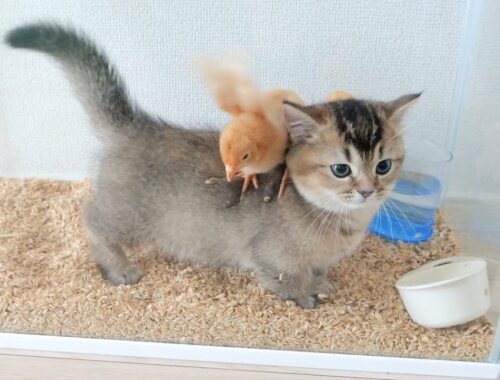Kitten Kiki didn't want to part with the chicks, so she did something unexpected