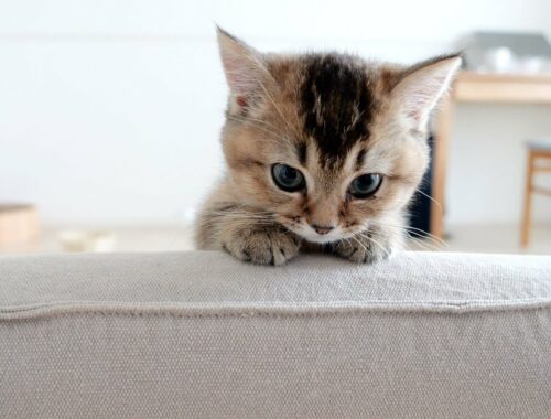 Kitten Kiki waiting for her owner's return is cute