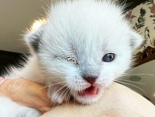 Newborn Rescue Kitten Has an Eye EMERGENCY