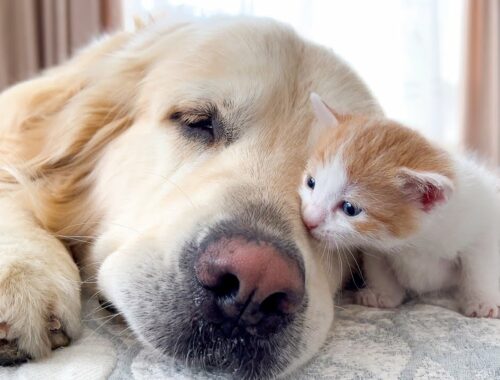 Tiny Kitten and Golden Retriever are Best Friends [Cuteness Overload]