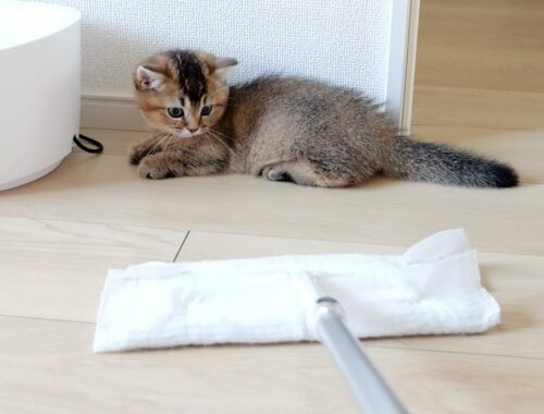 Kitten Kiki is afraid of floor wiper, but not of daddy cat!