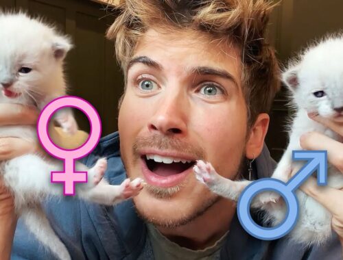 Revealing the Genders of My Rescue Kittens (Part 2)