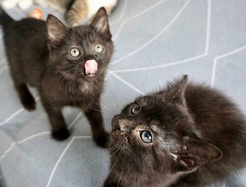 Rescue 2 Black Kittens Who Are Super Cute And Adorable
