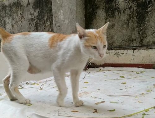 Street Cat Maya Gave Birth To Kittens And Disappeared Now Visiting After A Month