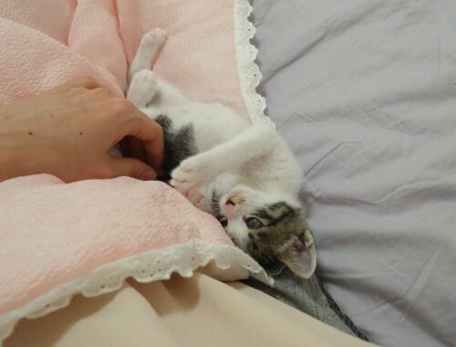 What Do Baby Kittens Do Before Sleeping?