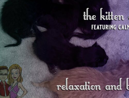 KITTENS! The Kitten Cam! | 9/23/2022 | [CAT CAM]