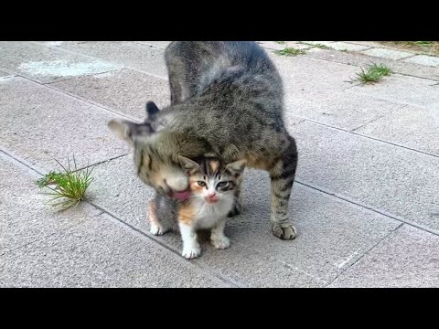 Homeless mother cat's love for her kittens will brighten your day